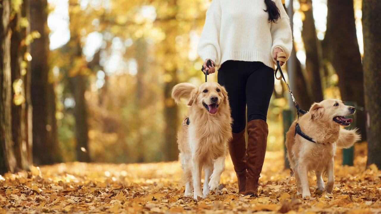 Tödliche Gefahr beim Gassigehen: Was Kastanien mit deinem Hund anrichten können!