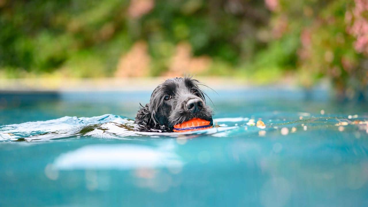 Vier Tage Badespaß für Hund und Herrchen im Dante- und Ungererbad