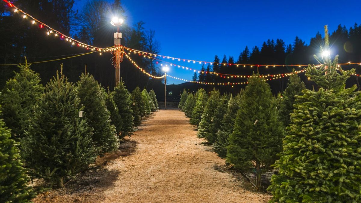 Mit Karte Christbaum kaufen in München 95.5 Charivari