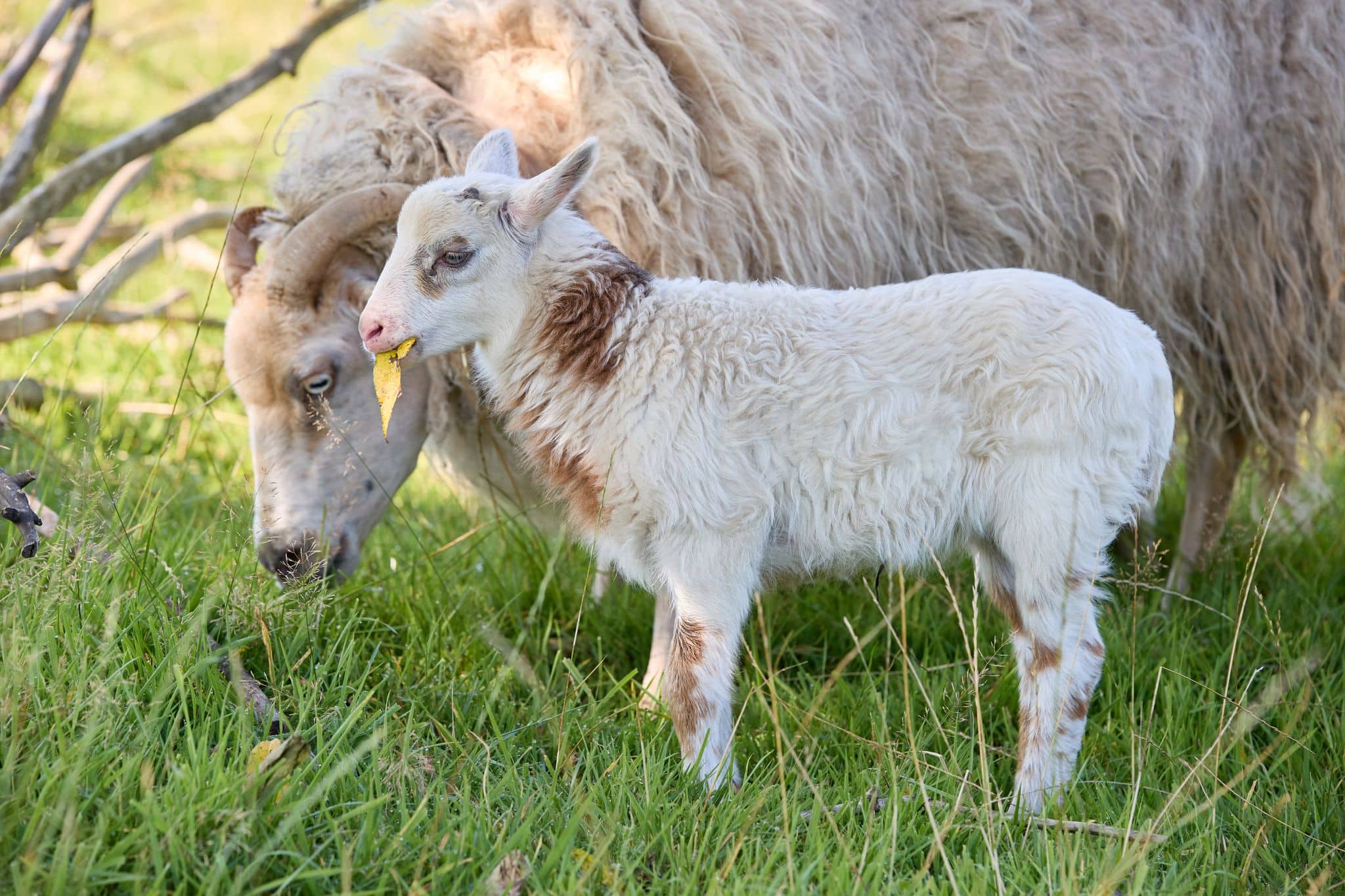 Schaf und Ziege zeugen Baby – Schiege kommt auf die Welt