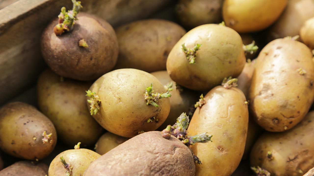 So verhinderst du, dass deine Kartoffeln keimen