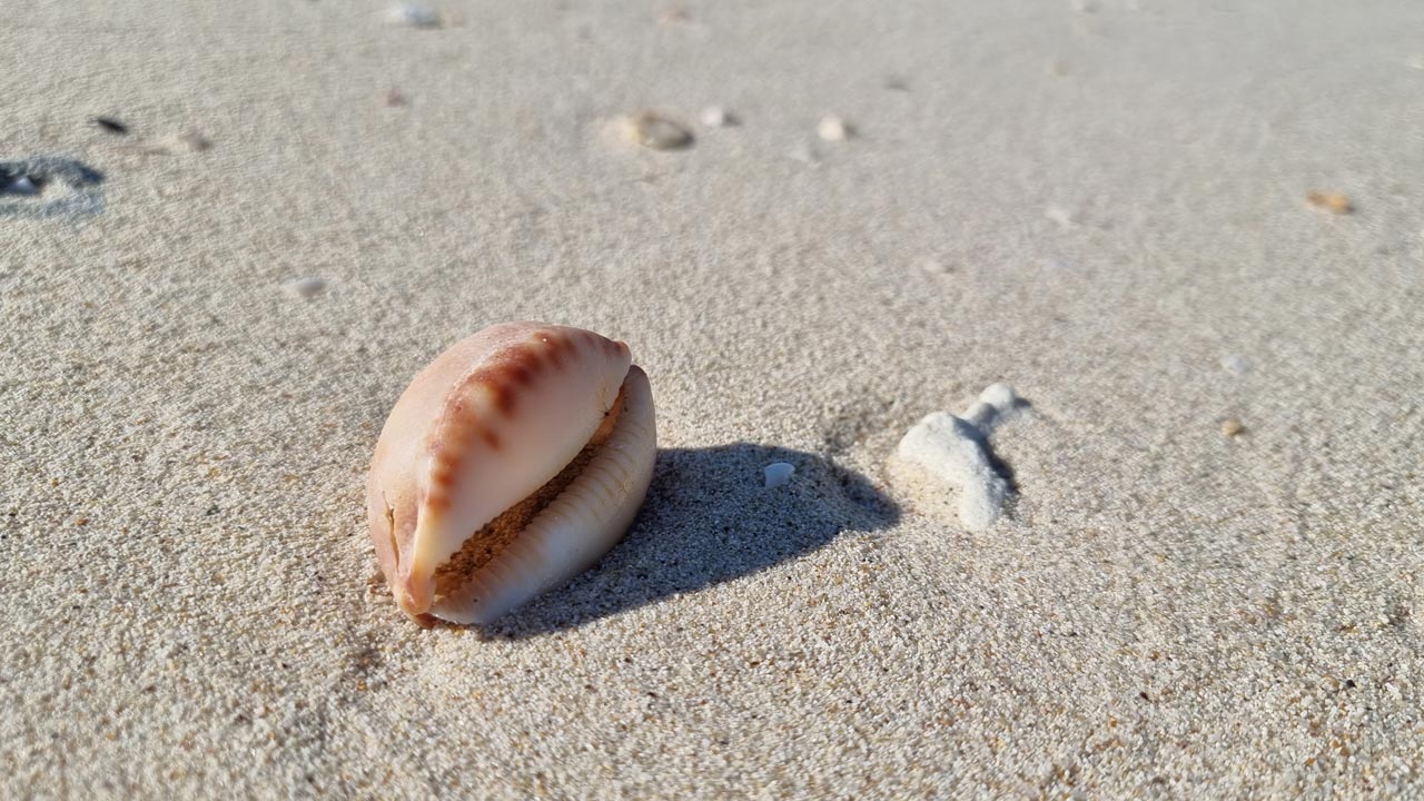 Welche Souvenirs darf ich aus dem Urlaub mitnehmen?