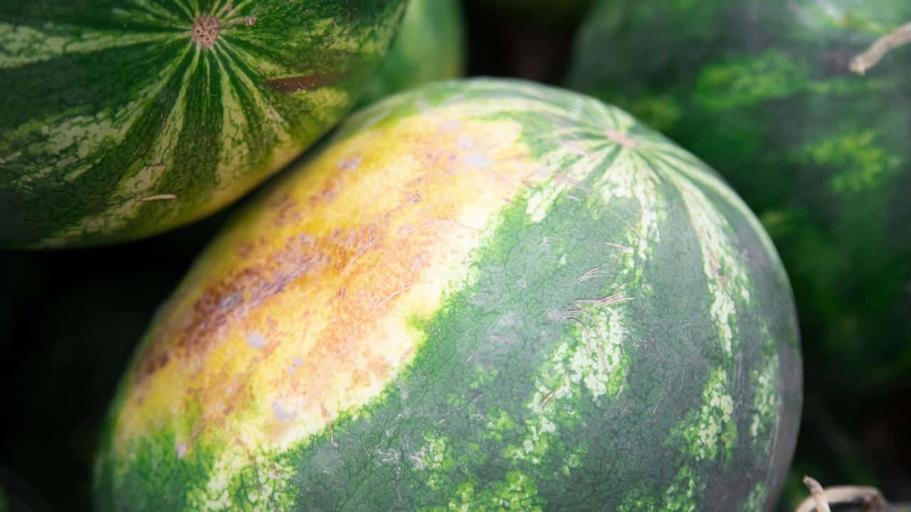 So erkennst du eine reife Wassermelone