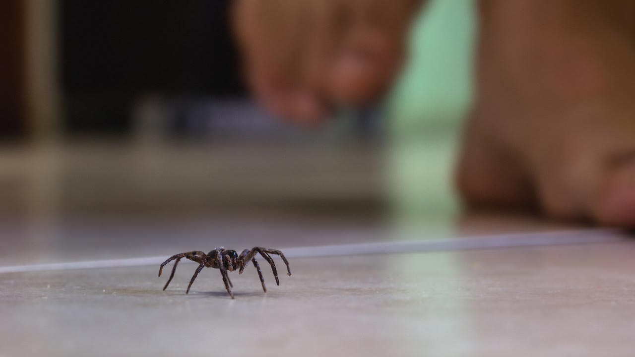 Hilfe Spinnen im Haus! – Die besten Hausmittel gegen Spinnen