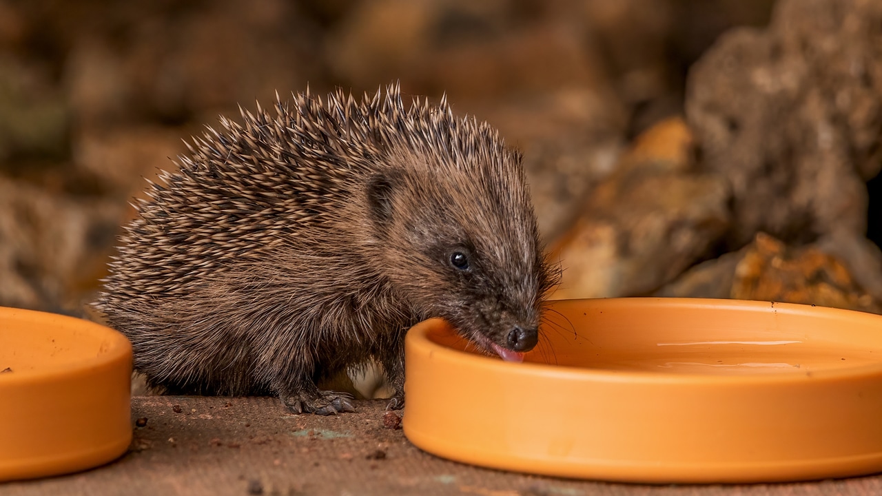 Tierheim München: So kannst du Igeln im Herbst helfen