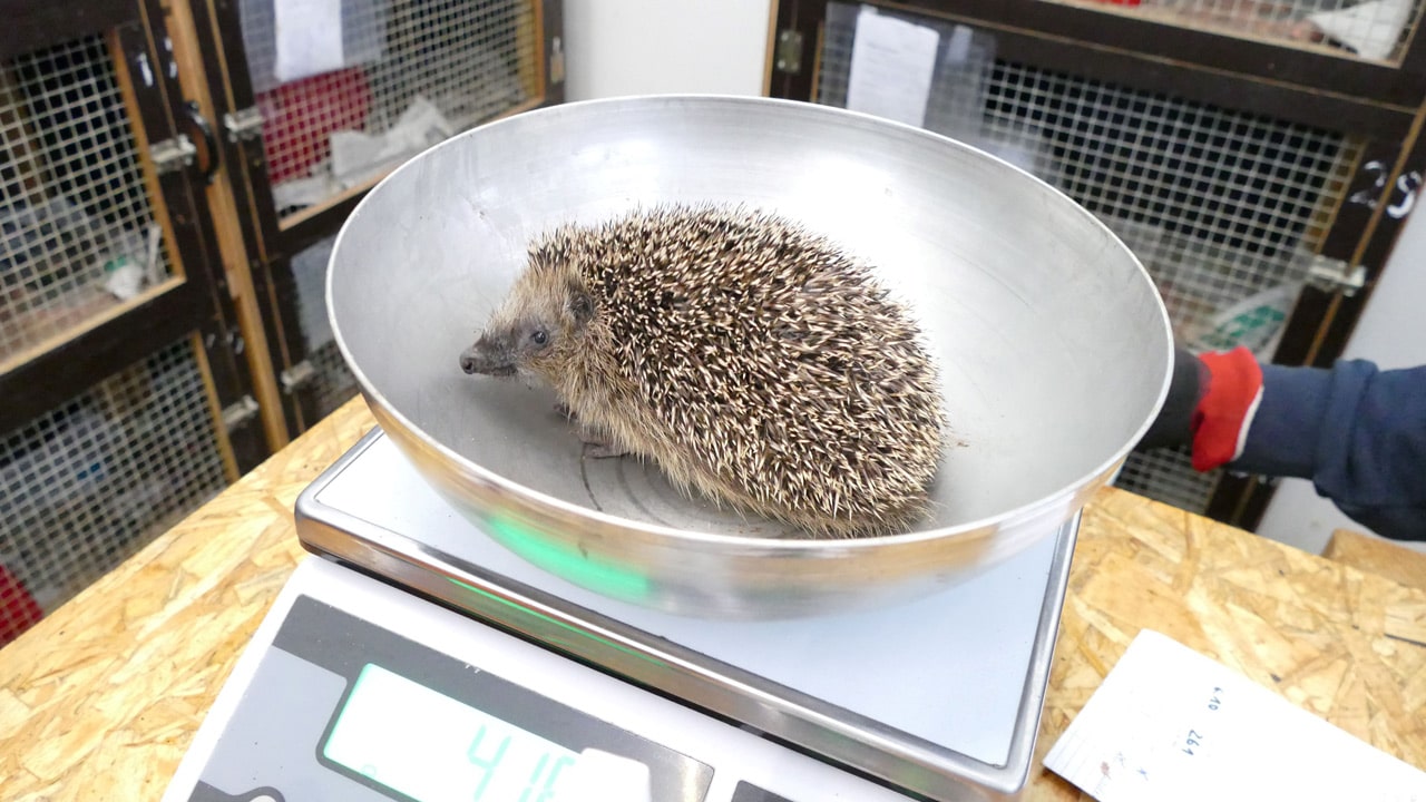 Zu viele Igel: Das Tierheim München braucht eure Hilfe