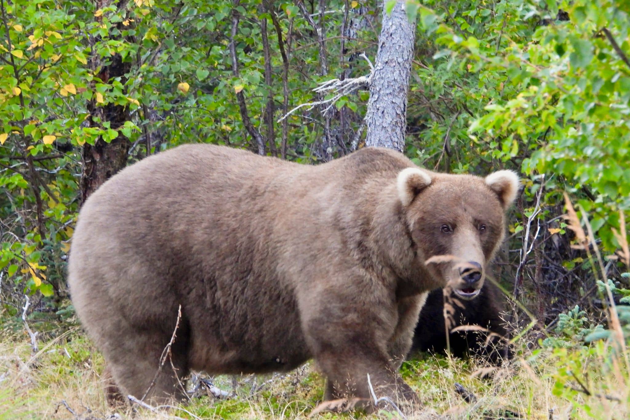 «Fat Bear»-Wahl: «Pummelige» Braunbärin Grazer ist Siegerin