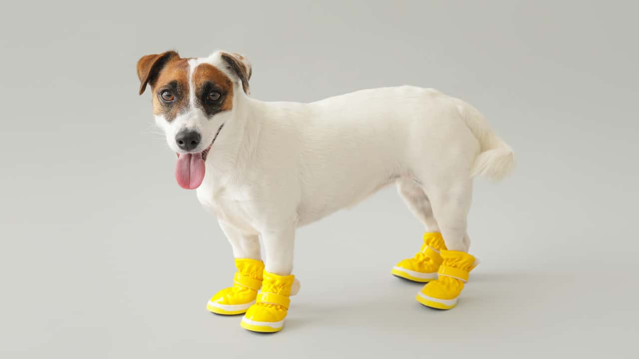 Sind Schuhe für Hunde sinnvoll oder nur ein Modeaccessoire?