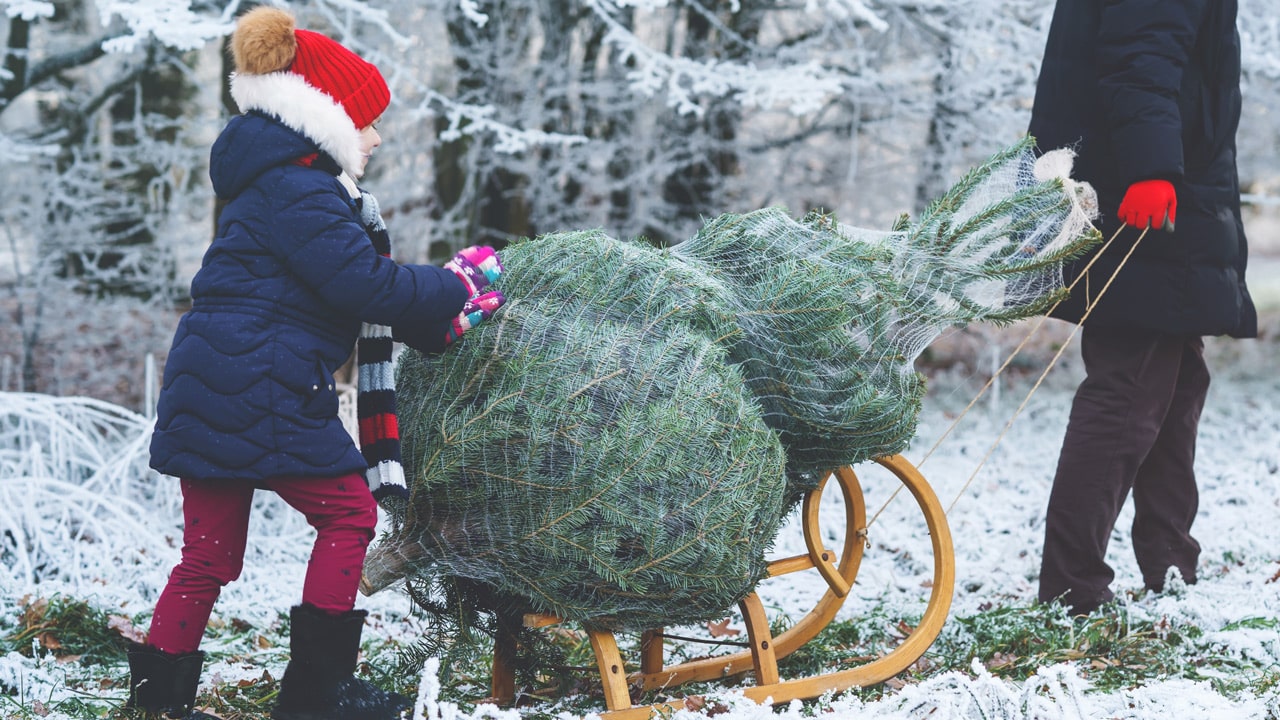 Hier kannst du in und um München deinen Tannenbaum schlagen