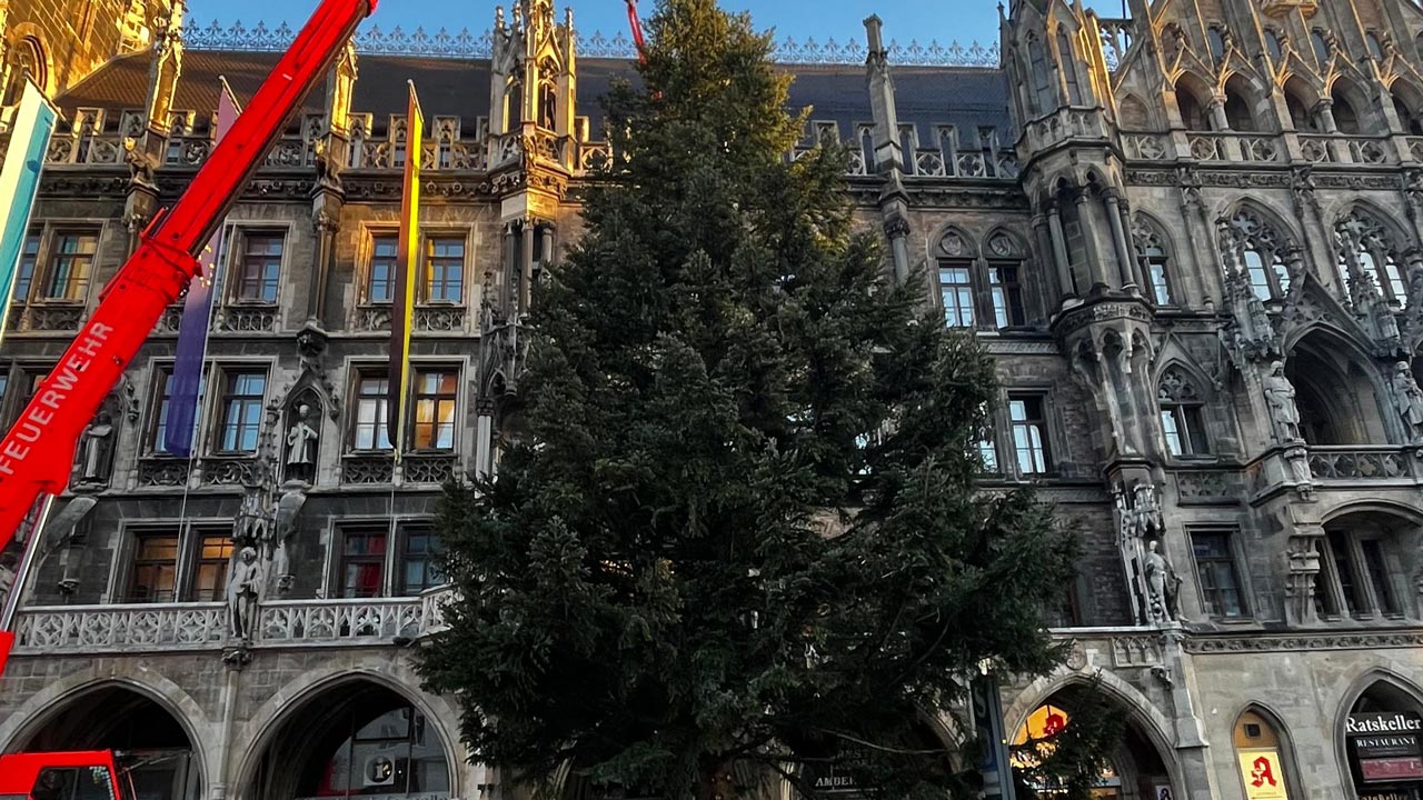 So sieht der Christbaum auf dem Marienplatz dieses Jahr aus