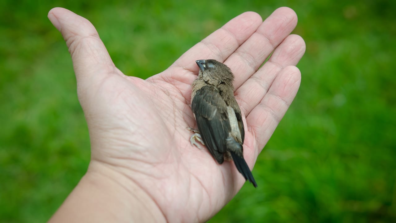 Fenster übersehen: Rund 1 Mio. tote Vögel in München – das kannst du tun