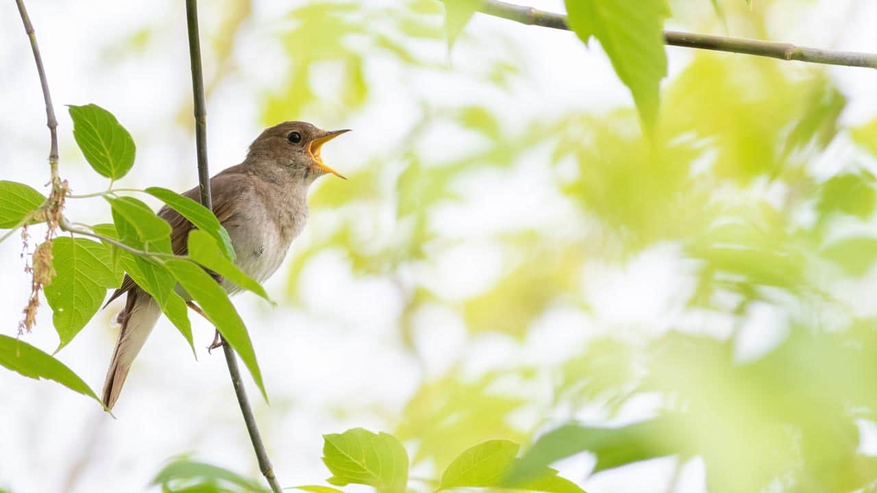 Studie zeigt: Vogelgezwitscher macht Menschen glücklich